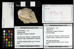 Foto (Objekt + Etiketten) von Pithonoton sp. 